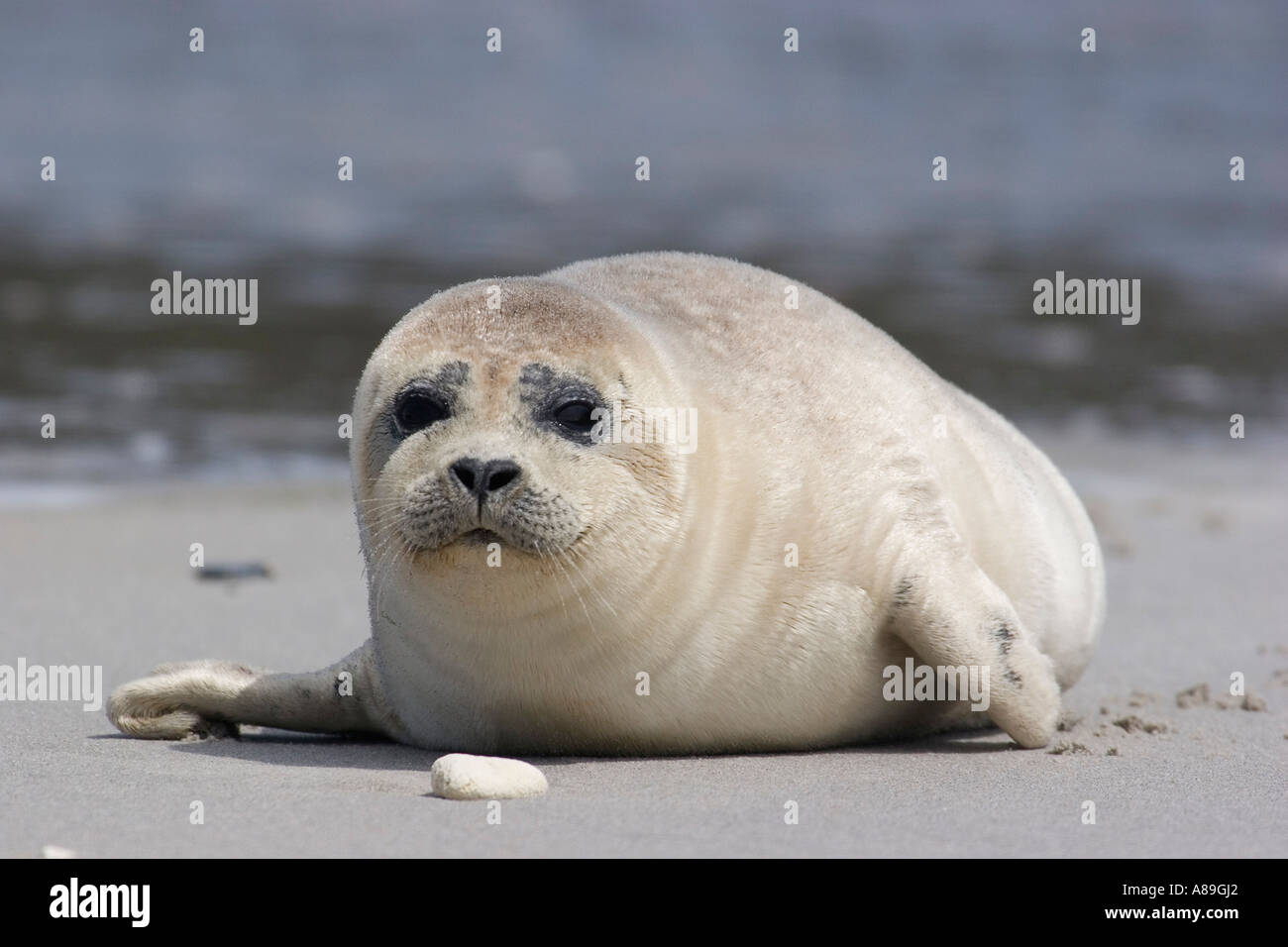 Baby common seal lying on the beach Stock Photo Alamy