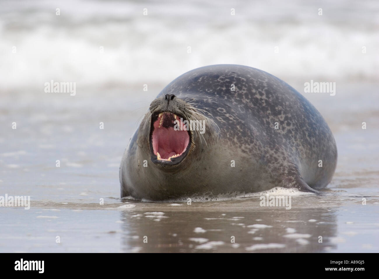 Fat common seal yawning Stock Photo Alamy