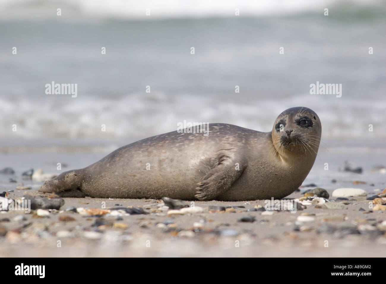 Common seal lying on the beach Stock Photo Alamy