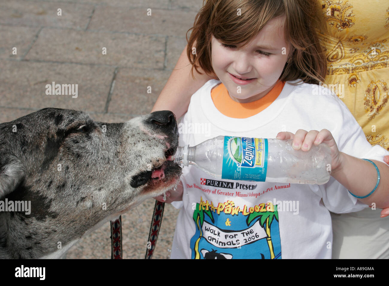 Miami Florida,Bayfront Park,Walk for the Animals,Humane Society,girl girls,youngster youngsters youth youths female kid kids child children,great Dane Stock Photo