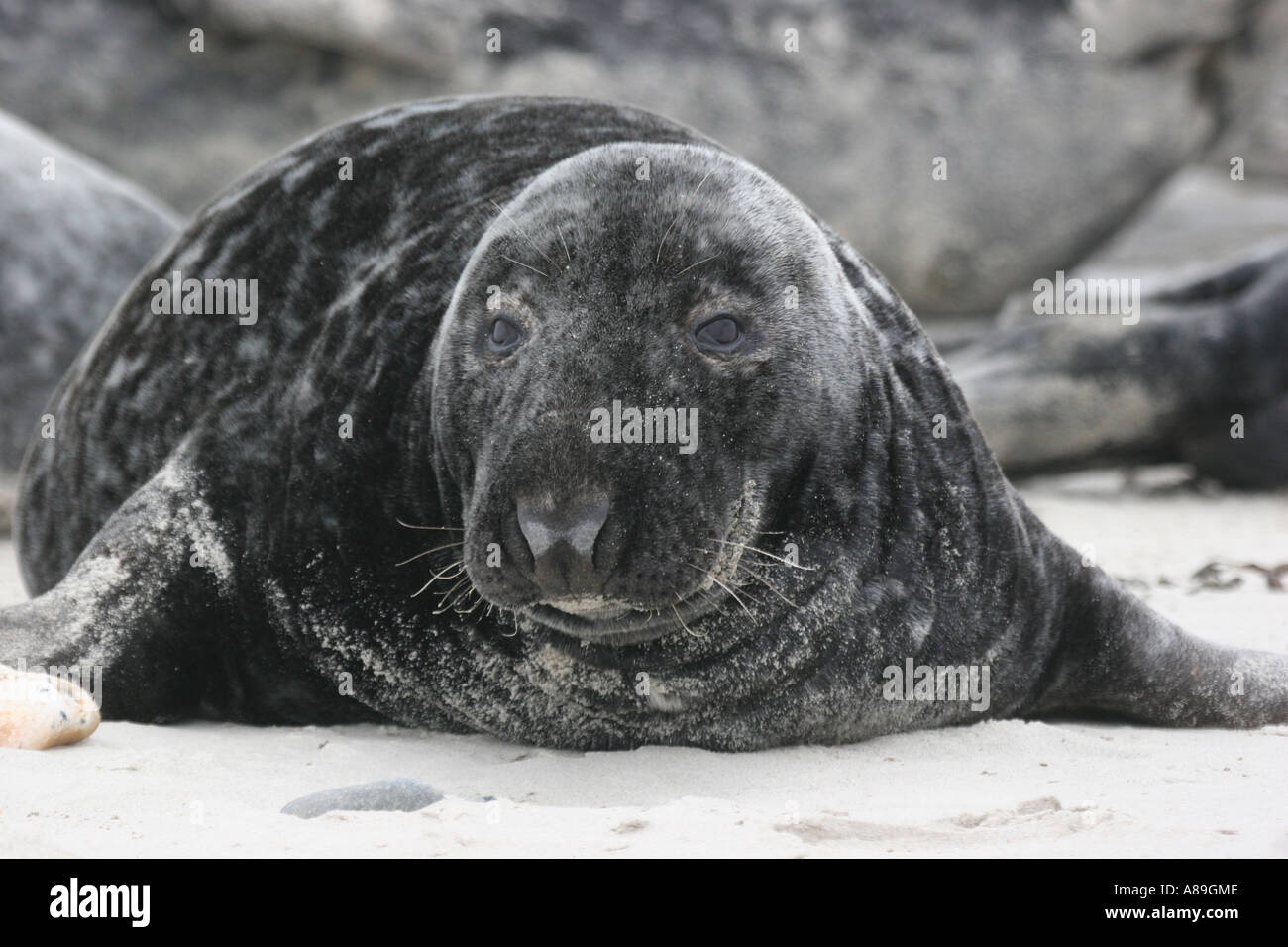 Portrait of a lazy horsehaed seal lying on the shore Stock Photo
