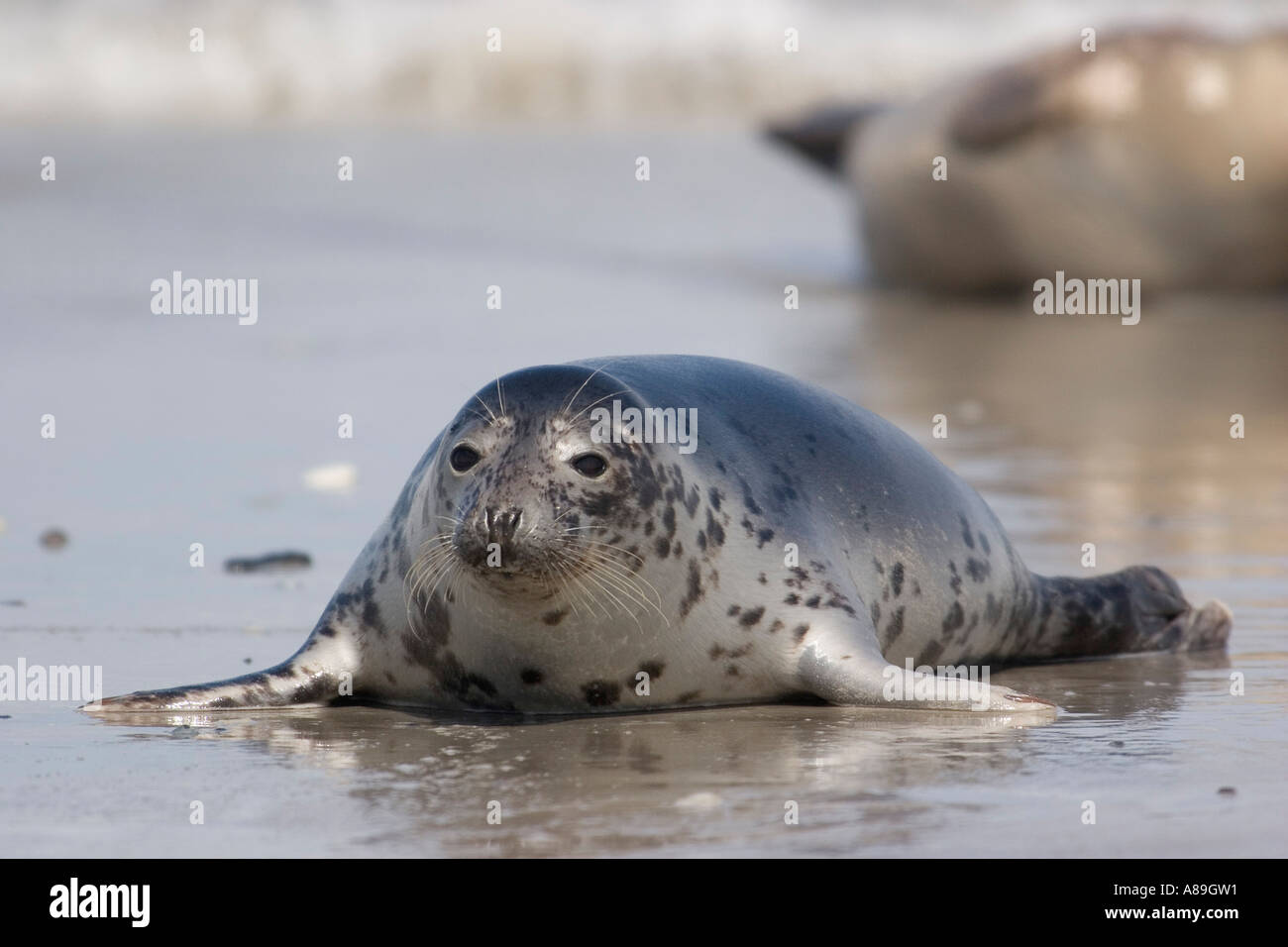 Common seal on the beach Stock Photo Alamy