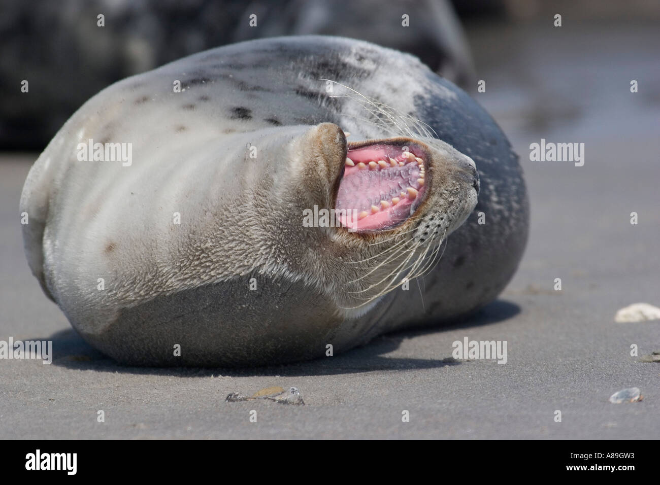 Yawning horsehaed seal Stock Photo