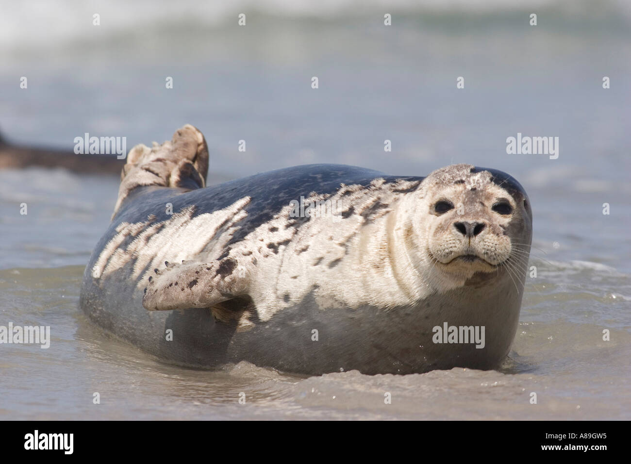 Common seal lying on beach Stock Photo - Alamy