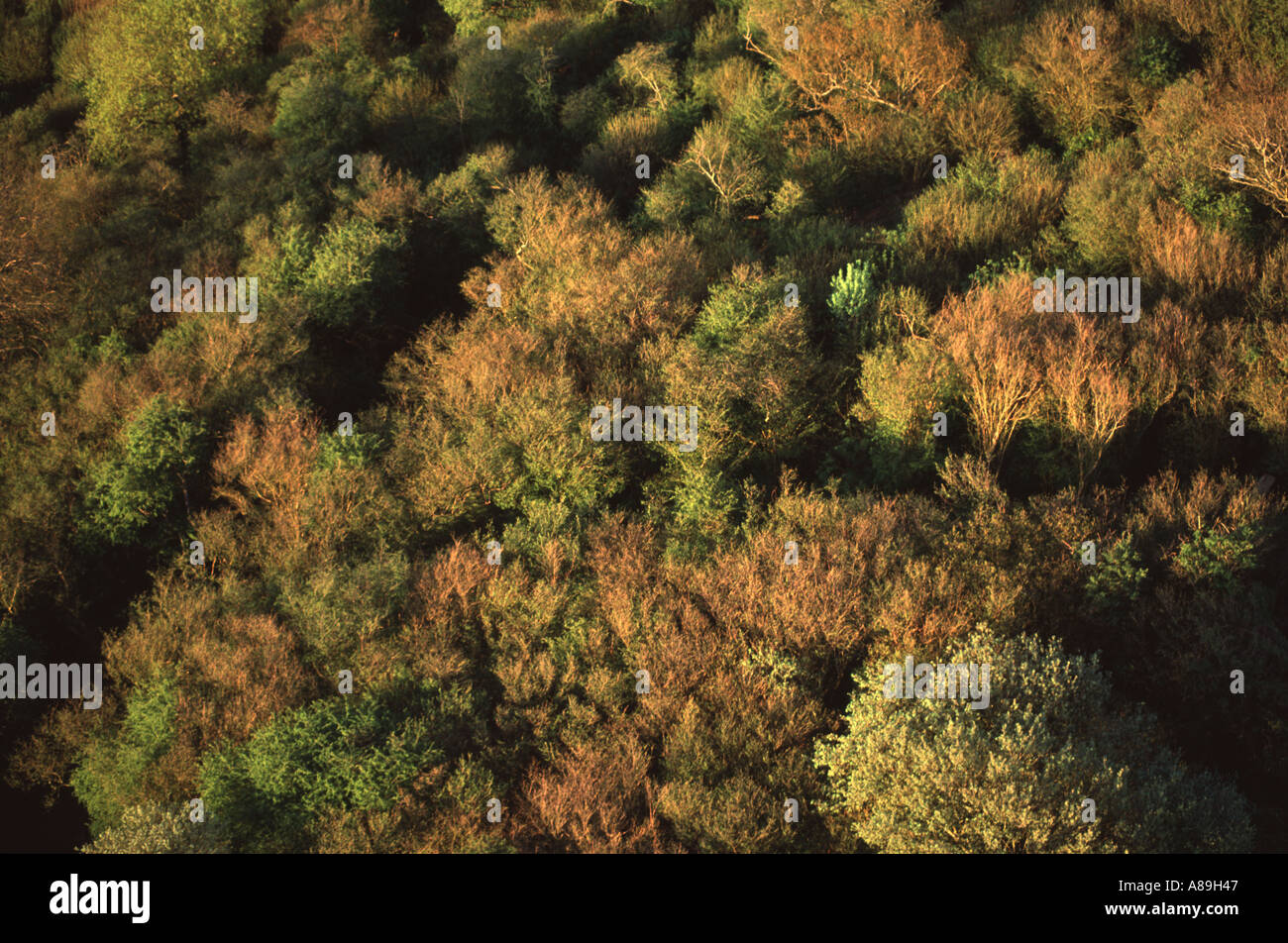 Scrub habitat viewed from close above Stock Photo Alamy