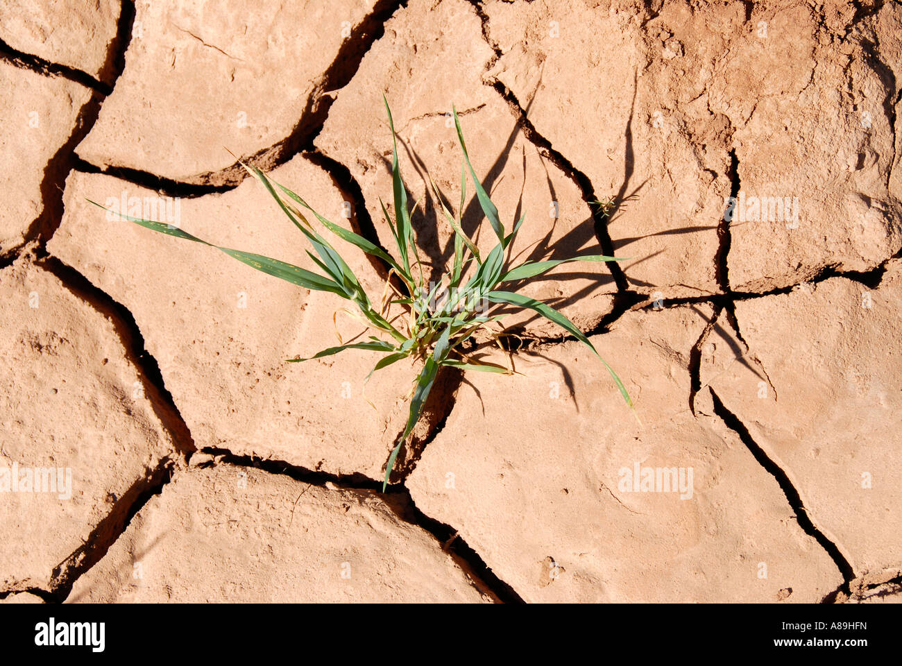 Green plant grows dry and torn open soil drought near Mhamid Morocco Stock Photo