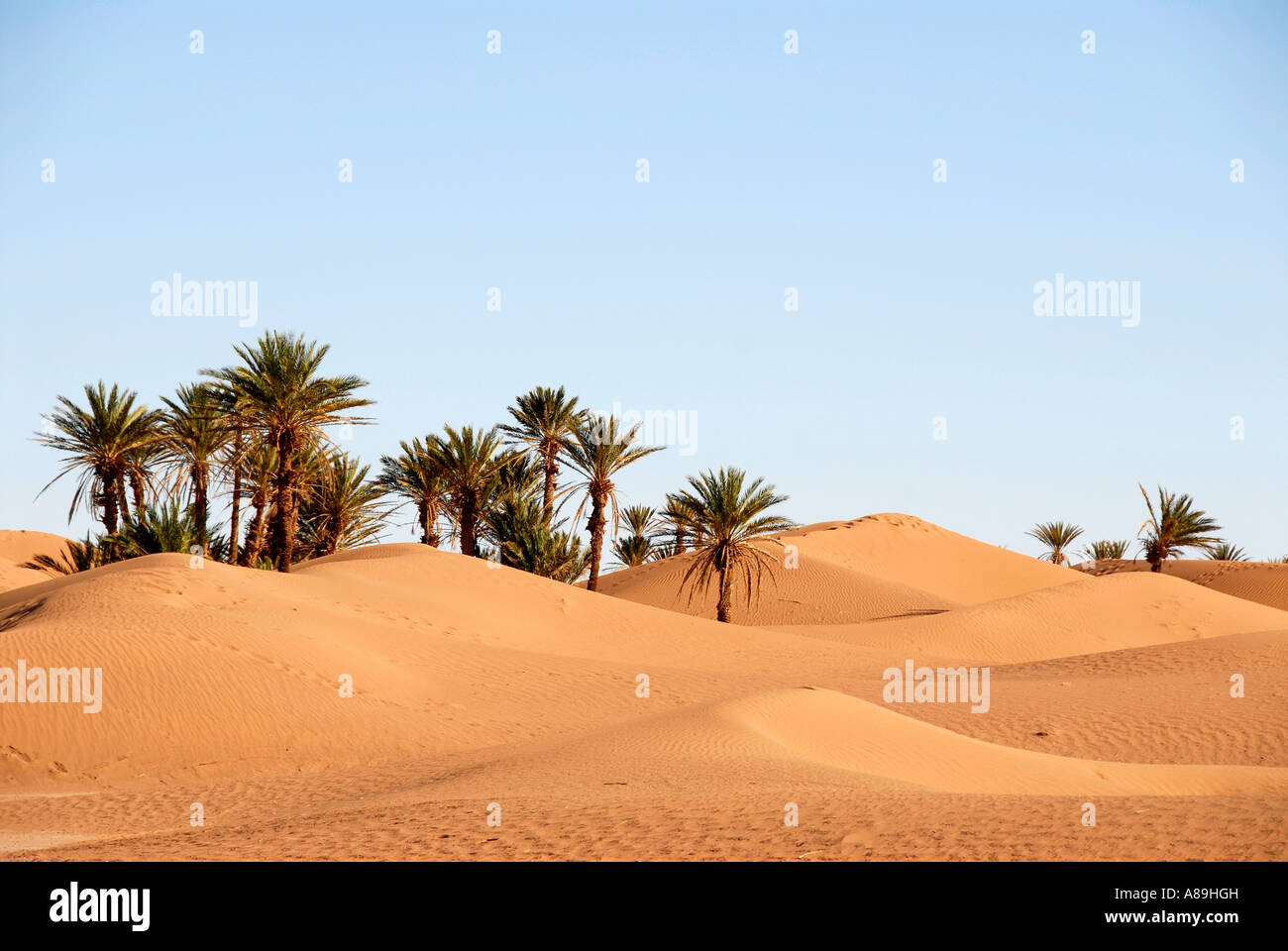 Palm trees grow on sanddunes in the desert near Mhamid Morocco Stock Photo Alamy