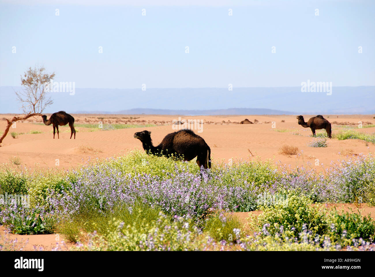 Life camels and flowering plants in the desert near Mhamid Morocco Stock Photo