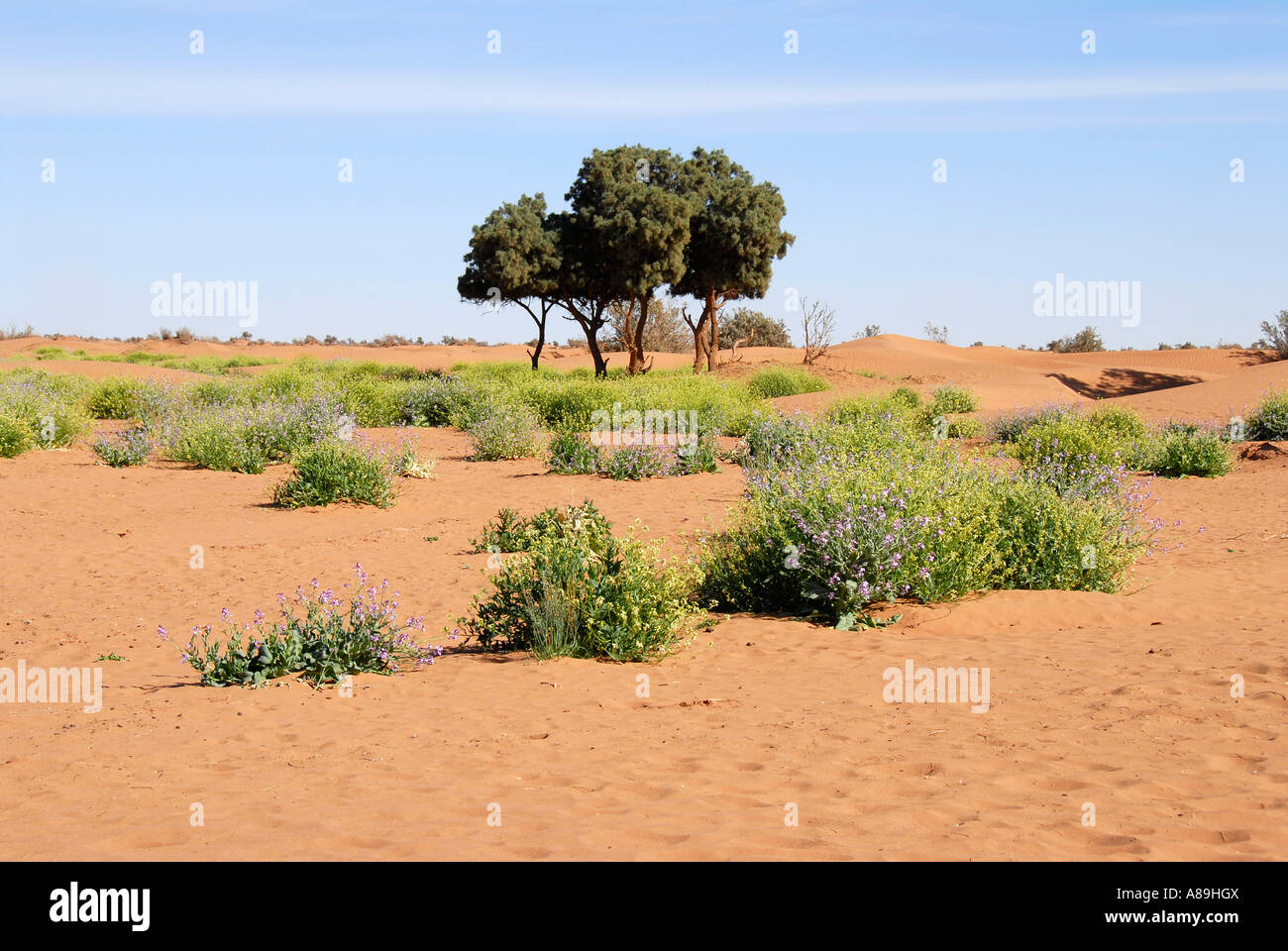 Life trees and flowering plants in the desert near Mhamid Morocco Stock Photo