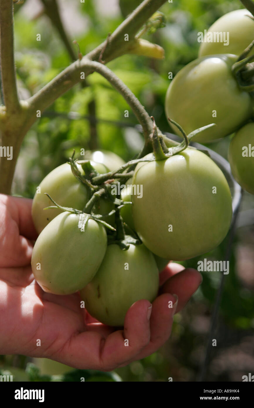 Miami Beach Florida,Roma tomatoes,tomatoes,green,growing,unripened,FL060228525 Stock Photo