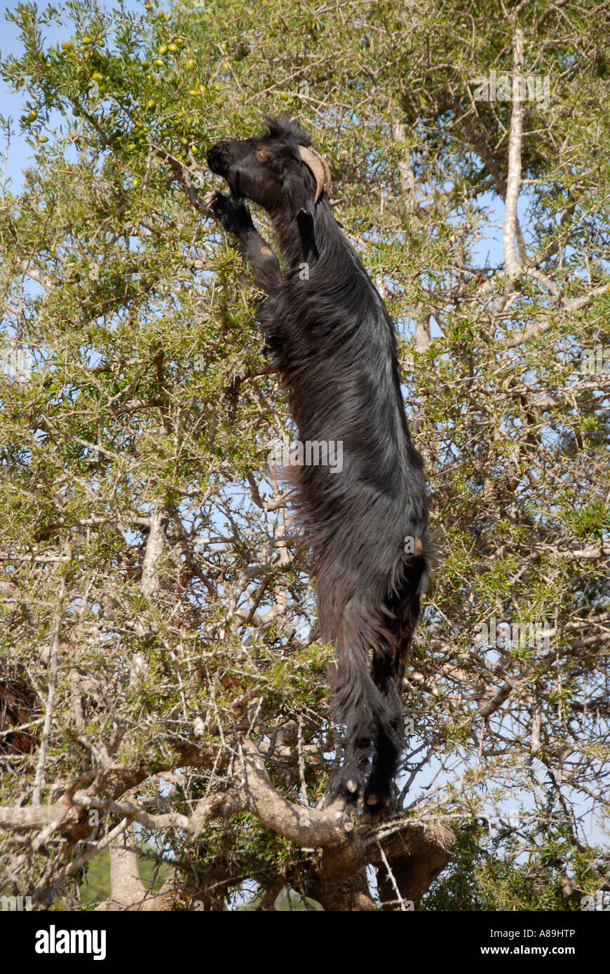 Goats stretches while climbing on tree endemic Argan Argania spinosa southwestern Morocco Stock Photo