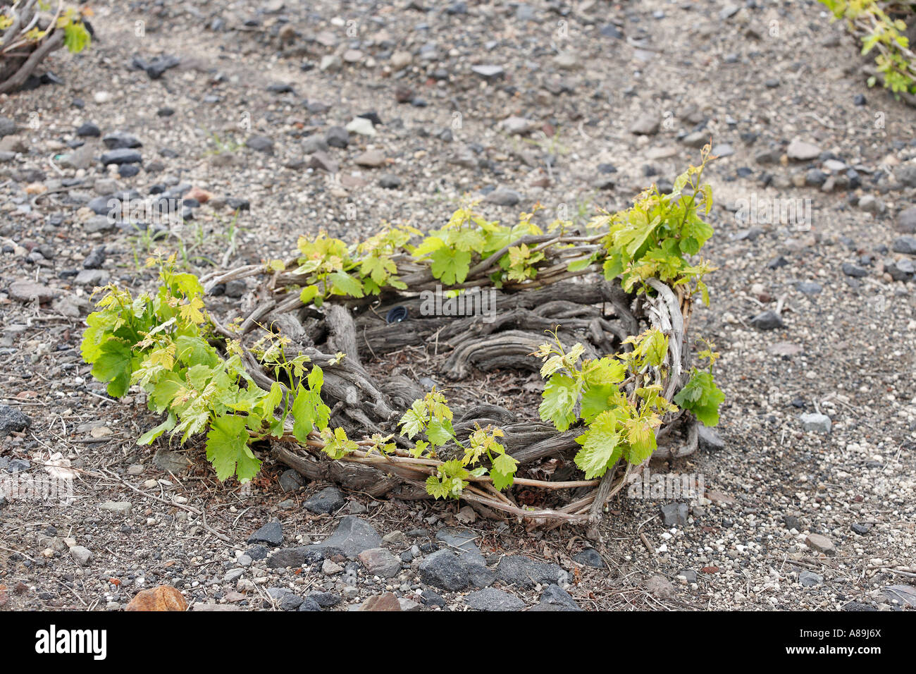 Typical grapevine, resists severe winds, Santorini, Greece Stock Photo