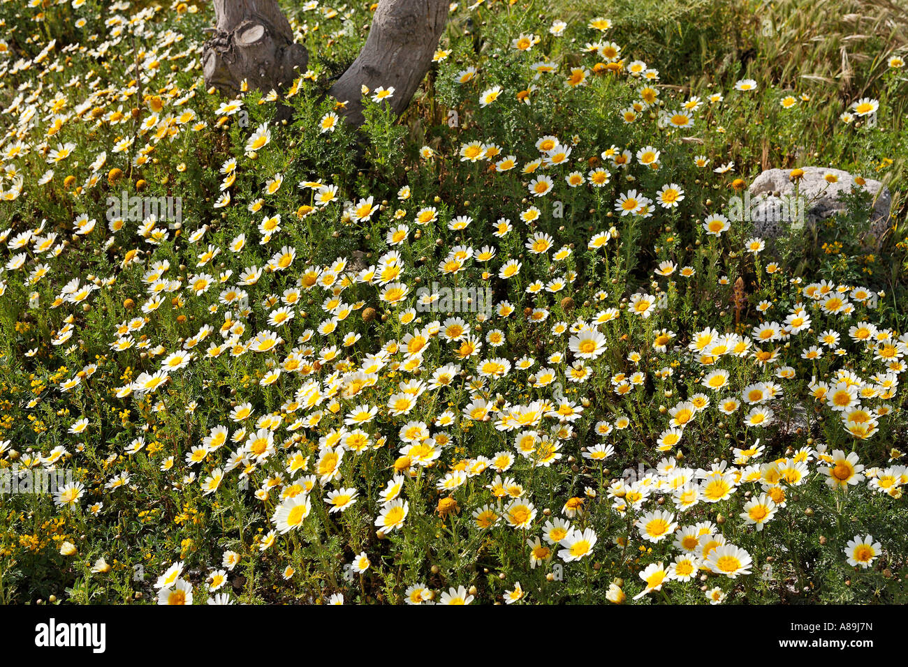 Crown Daisy (Chrysanthemum carinatum oder coronarium), Santorini, Greece Stock Photo