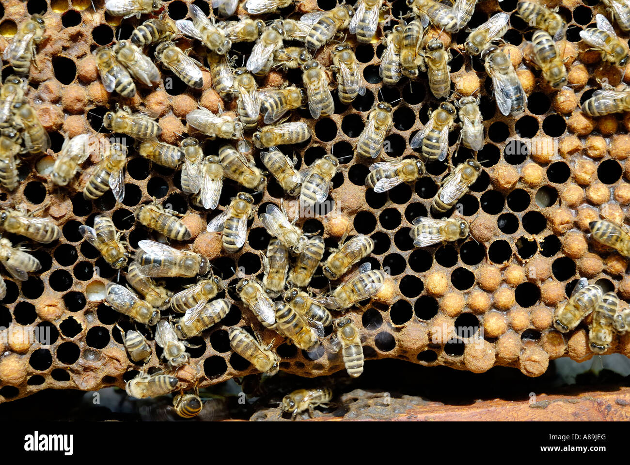 Bees, apis melifera ssp carnica on the closed cells of drone puppae Stock Photo