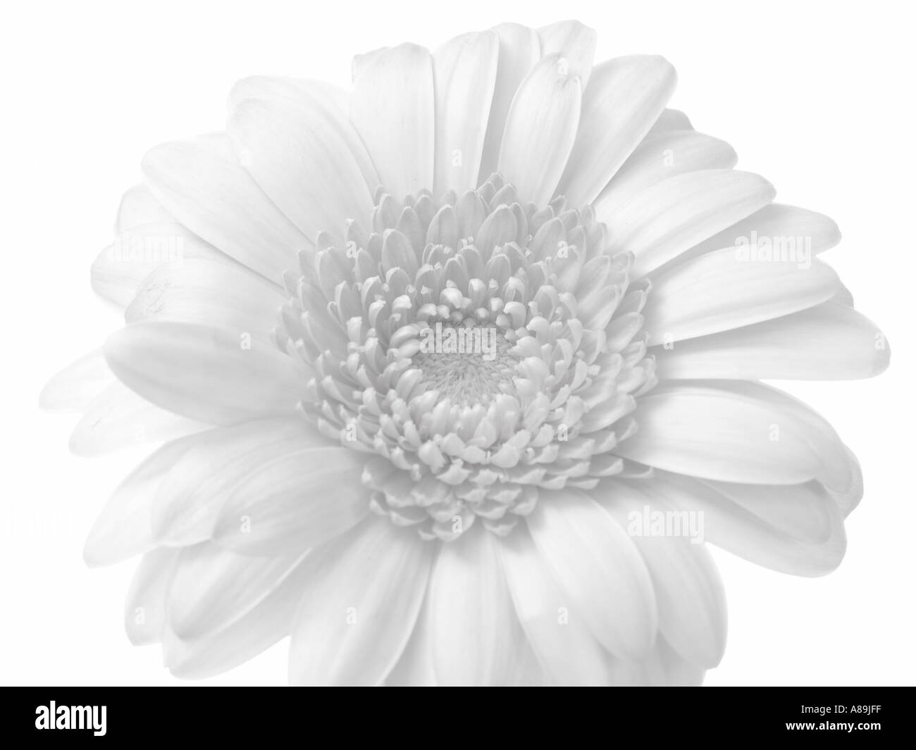 Gerbera detail Black and White Stock Photos & Images - Alamy