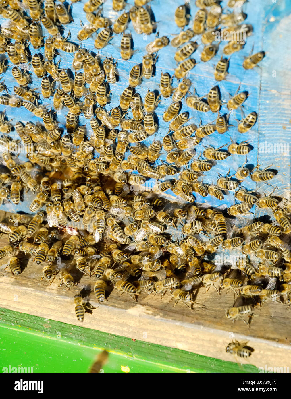 Bees have accepted new beehive after having swarmed Stock Photo