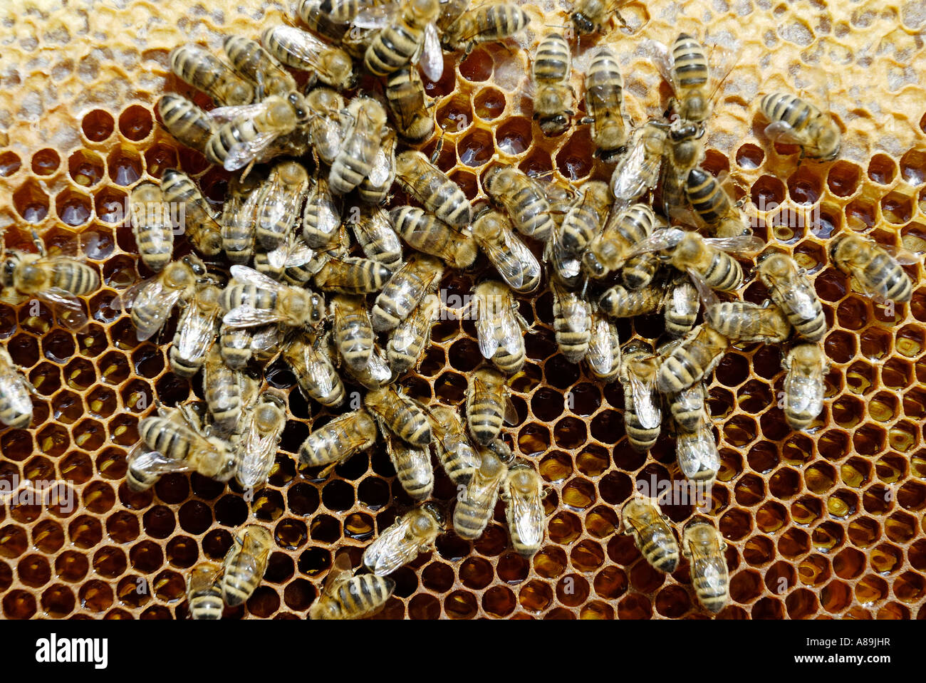 Apis melifera ssp carnica bees agglomerate on freshly contructed beecomb filled with honey from flowers Stock Photo