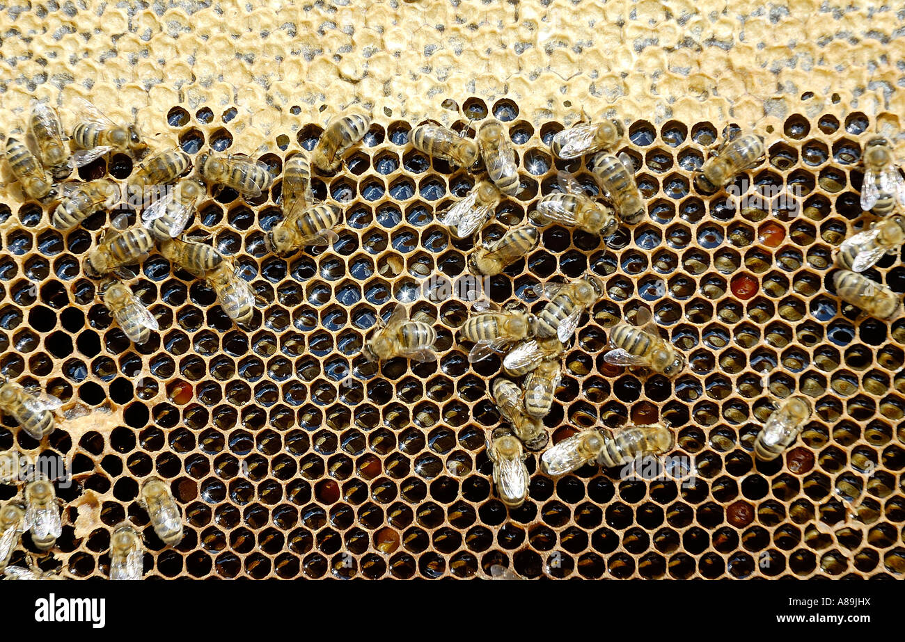 Bees sipping from honey on honeycomb with covered honeycells above and cells filled with pollen and honey below Stock Photo