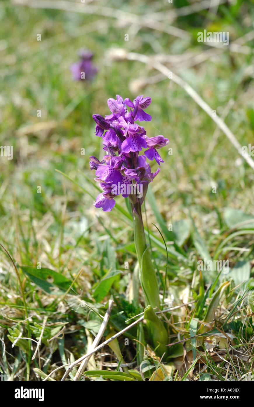 Orchis morio growing on heathen grounds; Germany Stock Photo