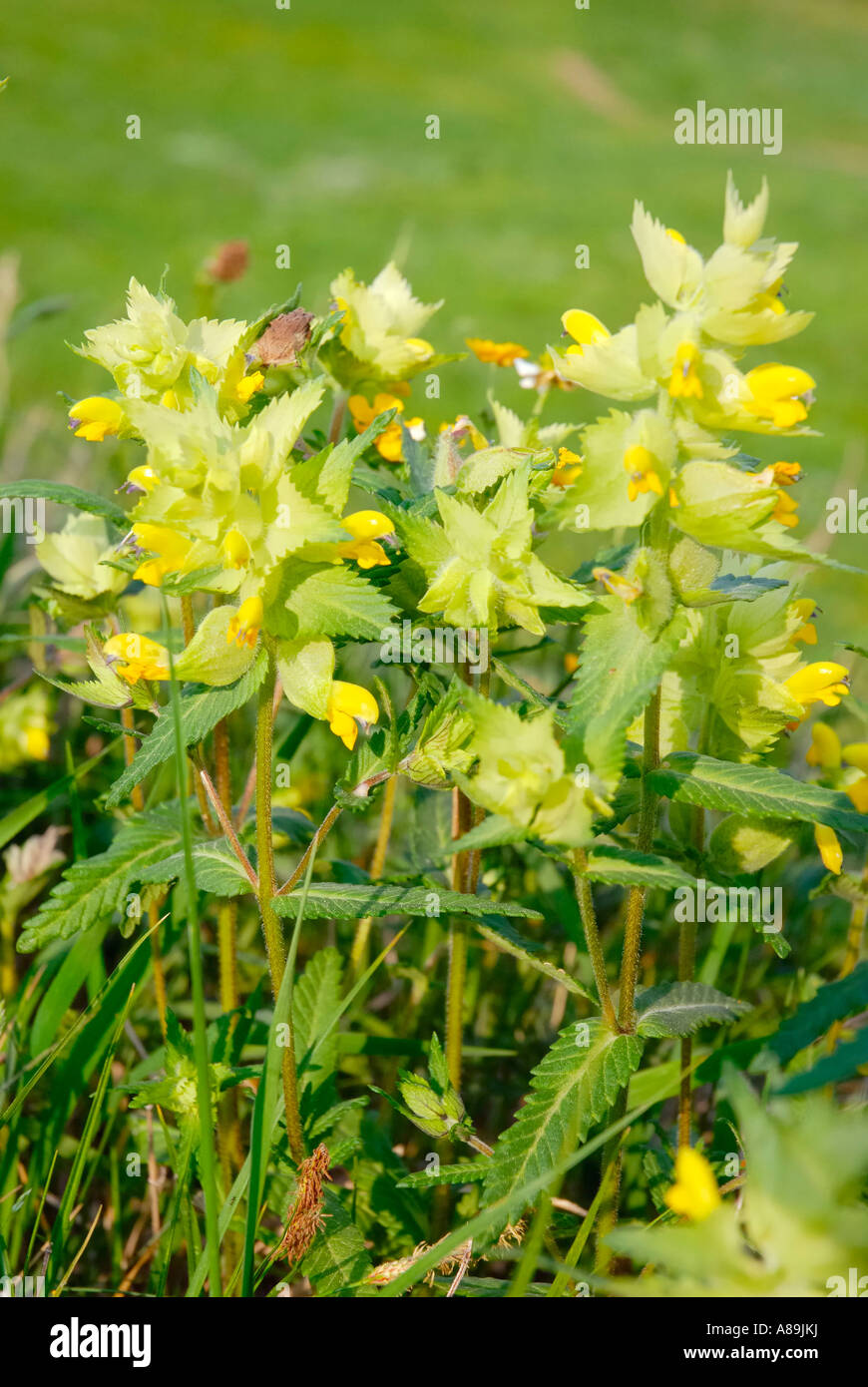 Flowerd of Rhinatus alecirilophus, Scrophulariaceae Stock Photo