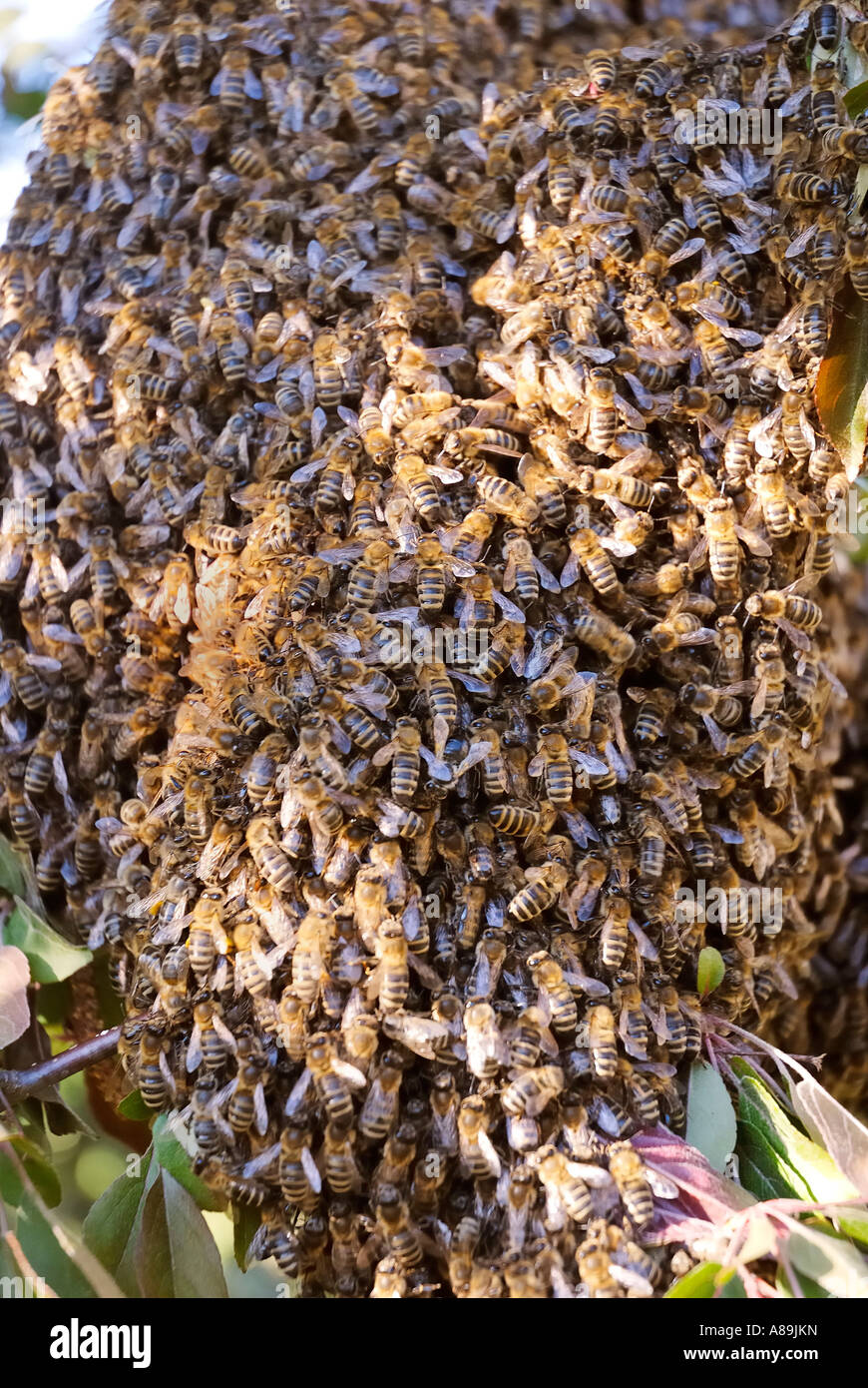 Bee swarm has settled on the branch of hybrid apple tree Stock Photo