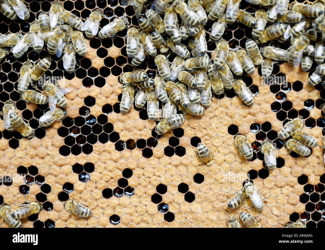 Bees of apis melifera ssp carnica are nursing larvae in honeycomb cells Stock Photo