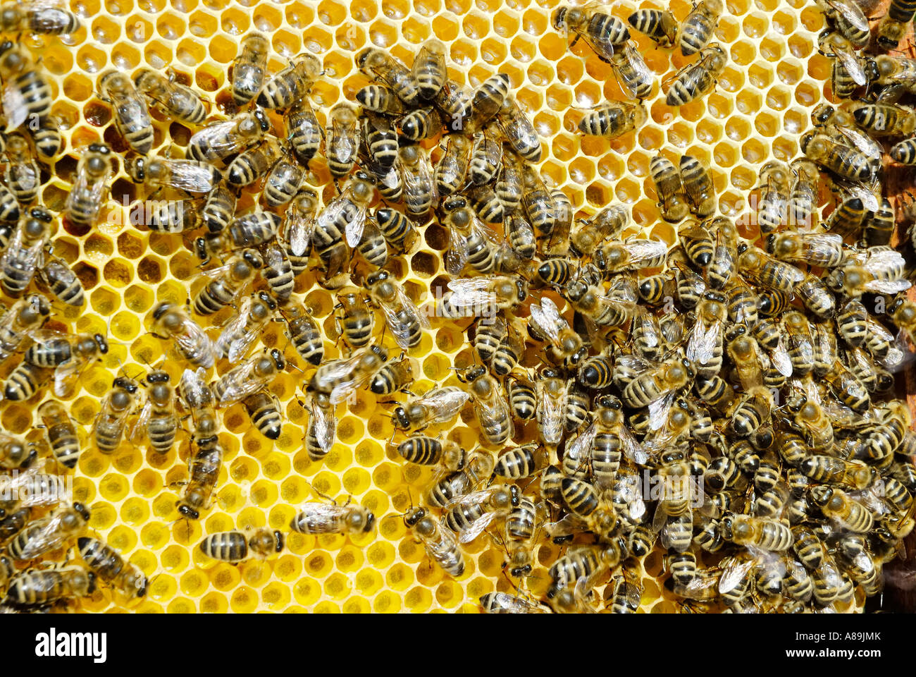 Bees upon freshly constructed honeycomb filled with honey in the upper section and ready to take up eggs in the lower section o Stock Photo