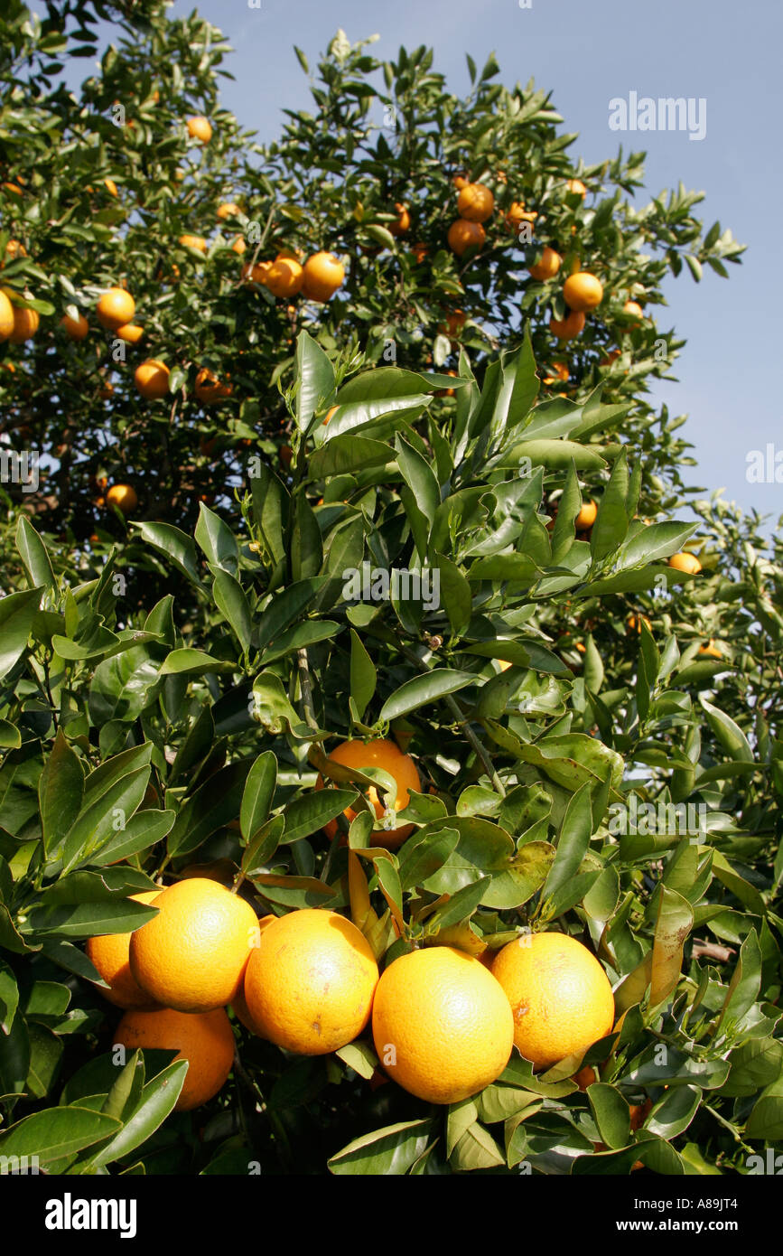 Lake Wales Florida,Chalet Suzanne Restaurant Inn,orange tree trees