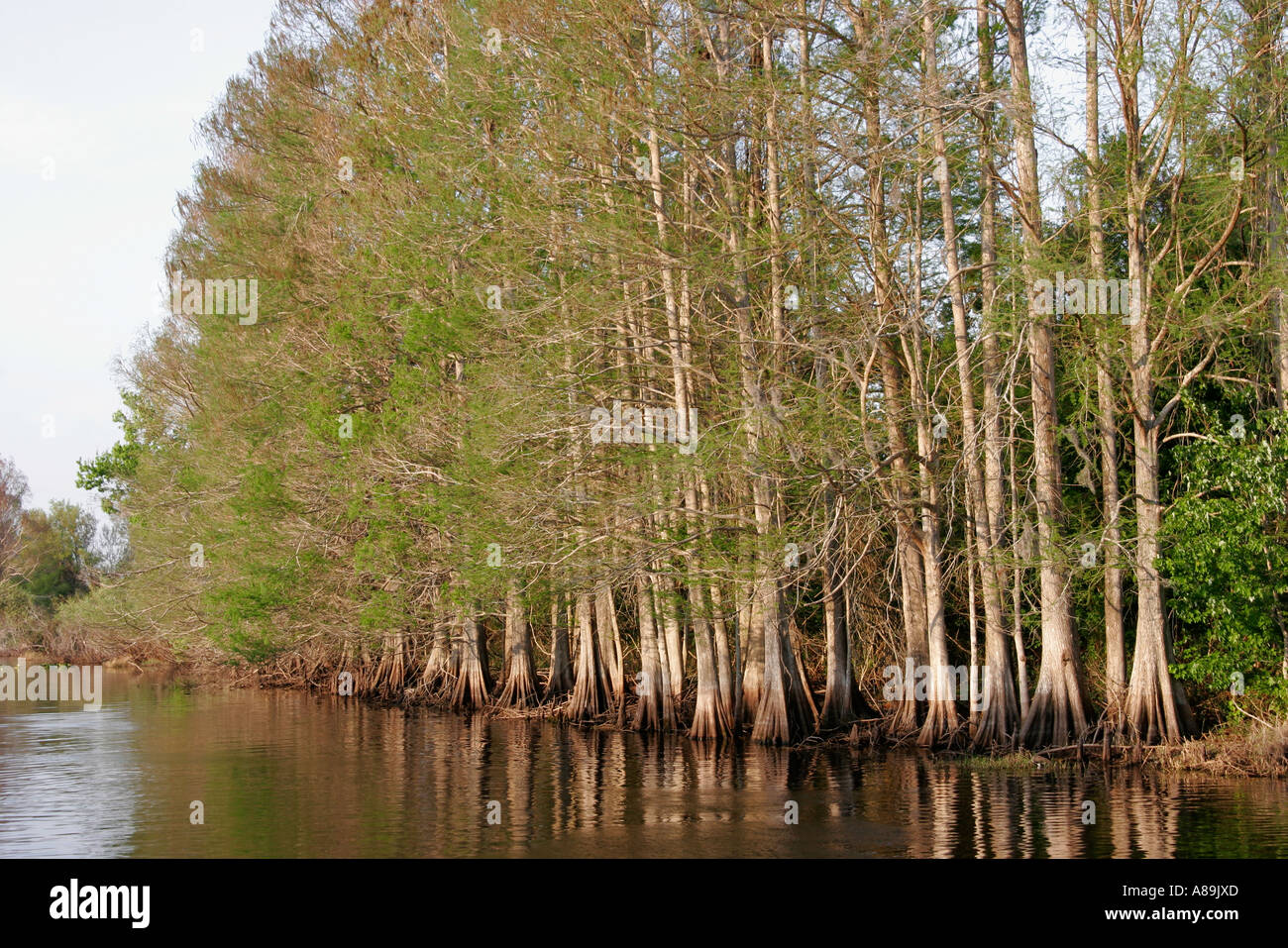 Lake Wales Florida,Kissimmee River water Camp Mack River water Resort,cypress trees,visitors