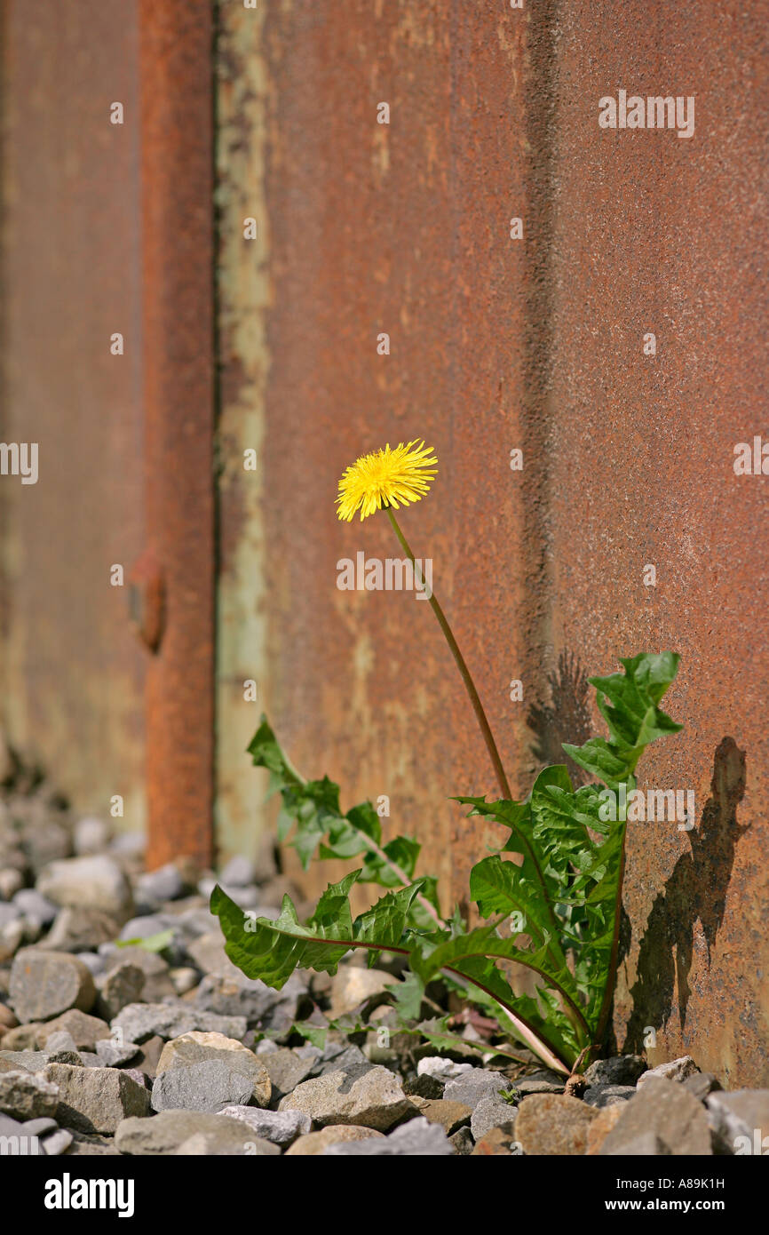 Dandelion (Taraxacum officinale Stock Photo Alamy