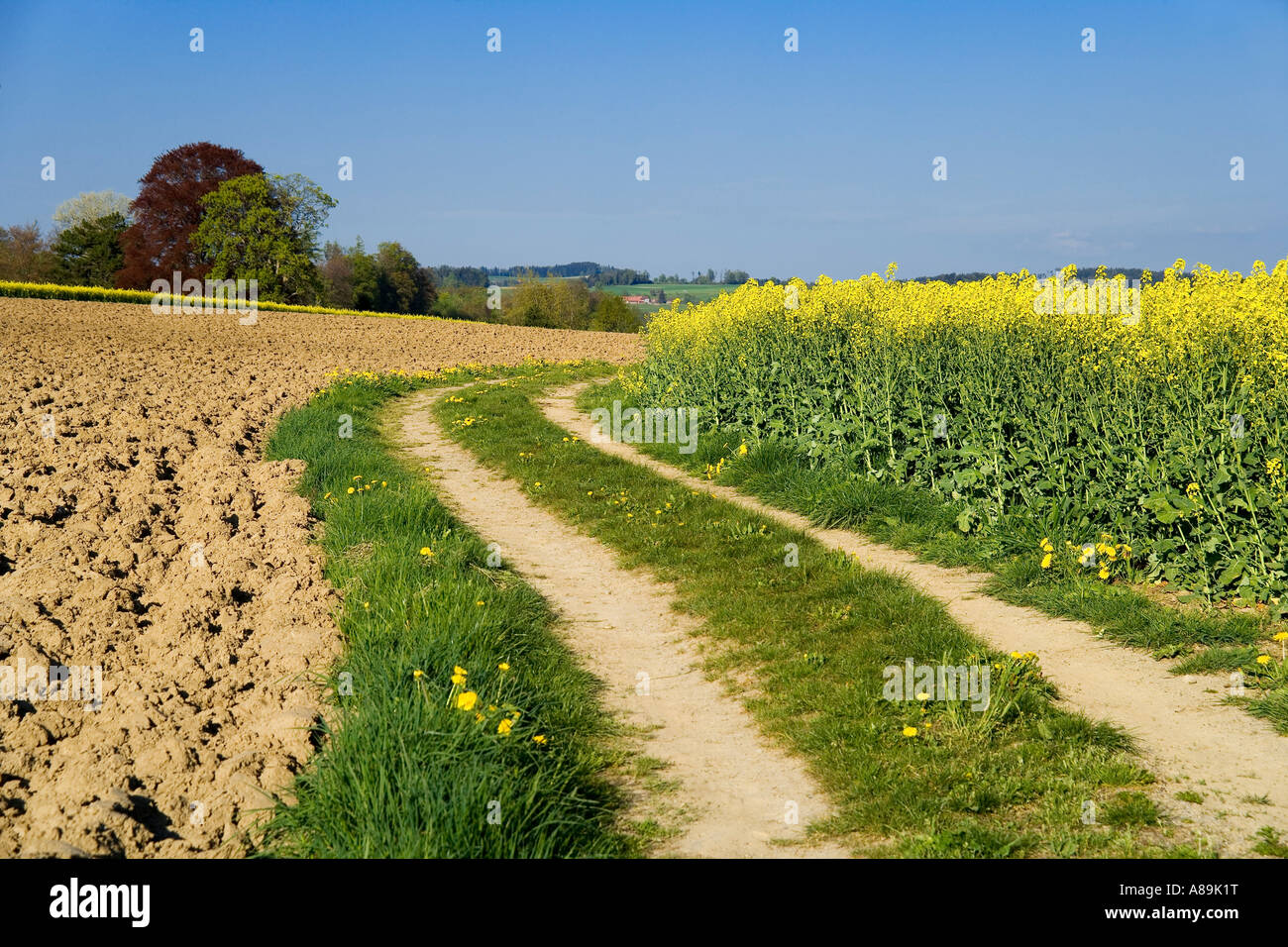 Farm track runs along a blooming rape field Stock Photo - Alamy
