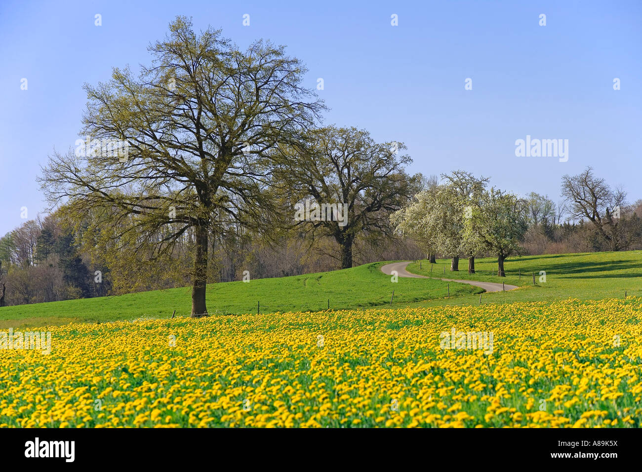 Meadow with dandelions Taraxacum officinale) and English oak trees (Quercus robur), Sense district, canton, Fribourg, Switzerla Stock Photo