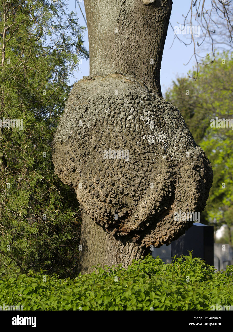 Swollen Tree Trunks Central swelling trunk hi-res stock photography and images - Alamy