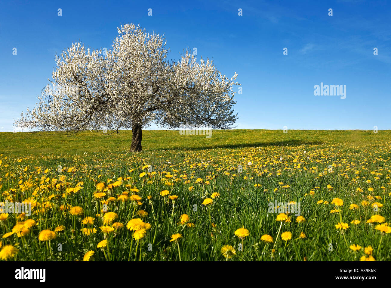 Meadow with dandelions Taraxacum officinale) and a blossoming cherry tree (Prunus avium), Sense district, canton, Fribourg, Swi Stock Photo