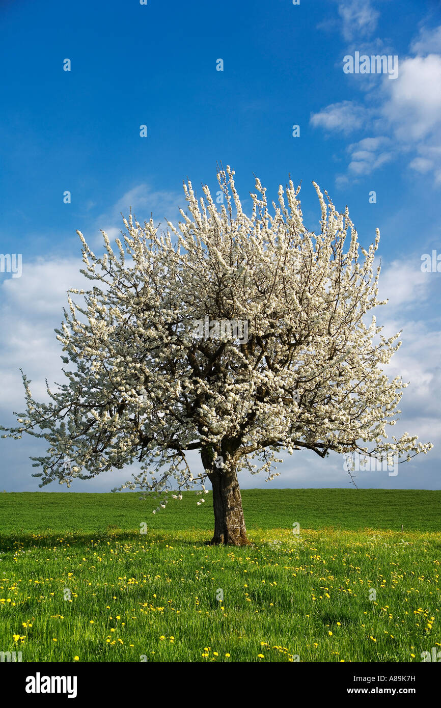 Blossoming cherry tree (Prunus avium), Switzerland Stock Photo