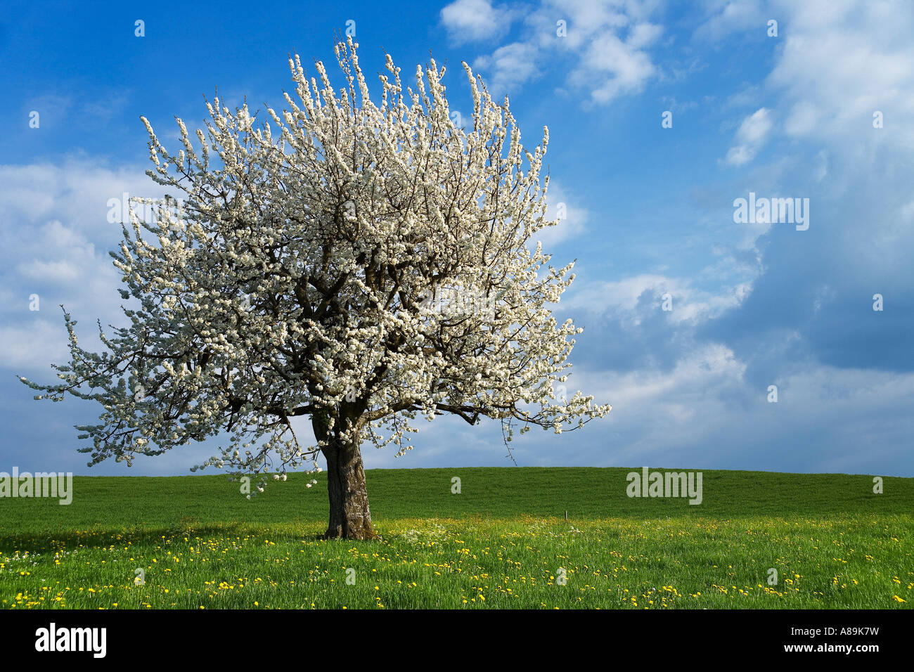 Cherry tree (Prunus avium), Switzerland Stock Photo