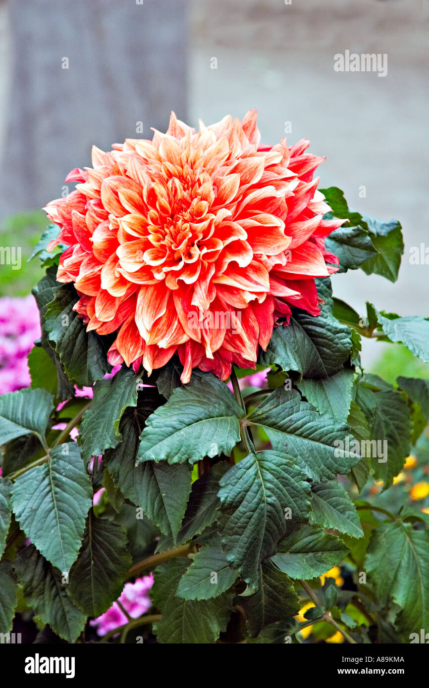 Dahlia Asia Stock Photos & Dahlia Asia Stock Images Alamy