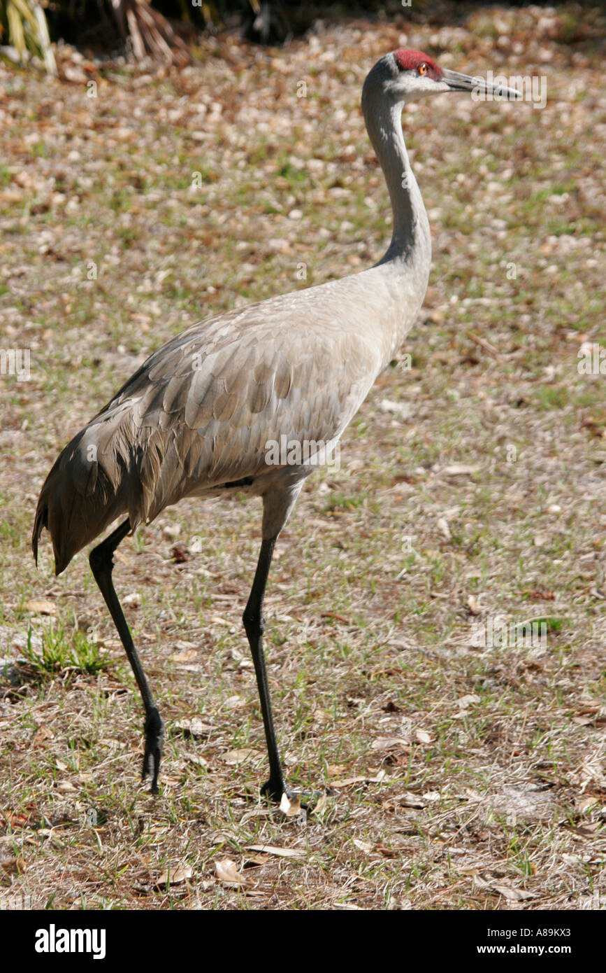 Florida Lake Kissimmee State Park,sandhill crane,bird birds,visitors ...