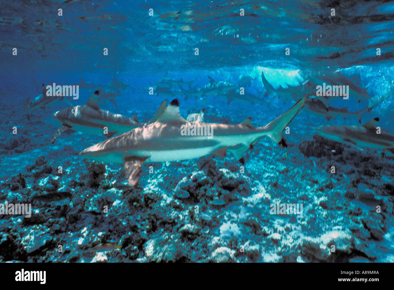 Underwater Shark Feeding Frenzy Stock Photo - Alamy