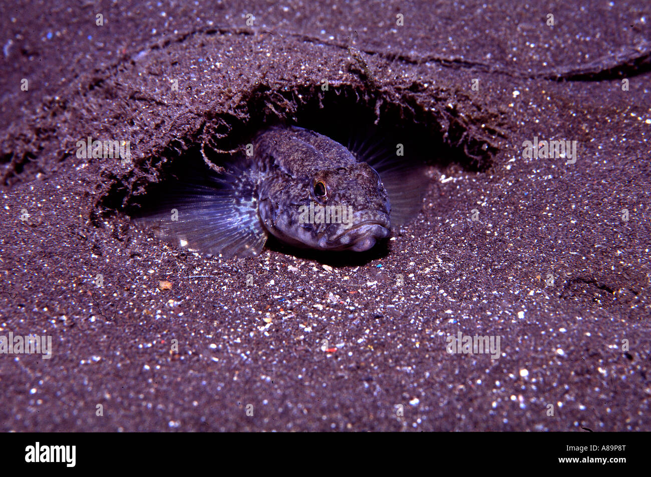 A goby contemplates us from the entrance of its hiding place Stock ...