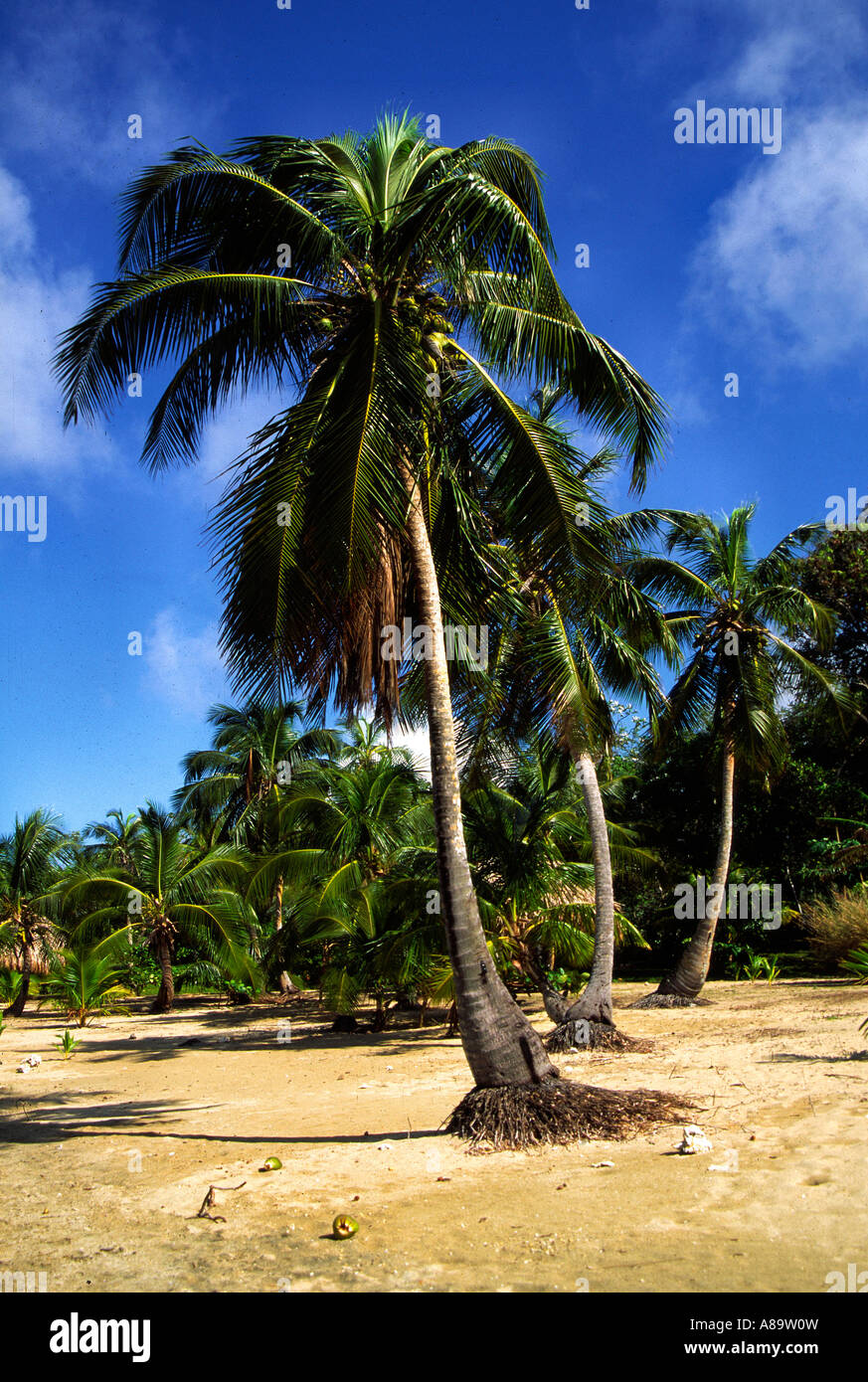 Palm trees in the beach of Honduras Stock Photo Alamy