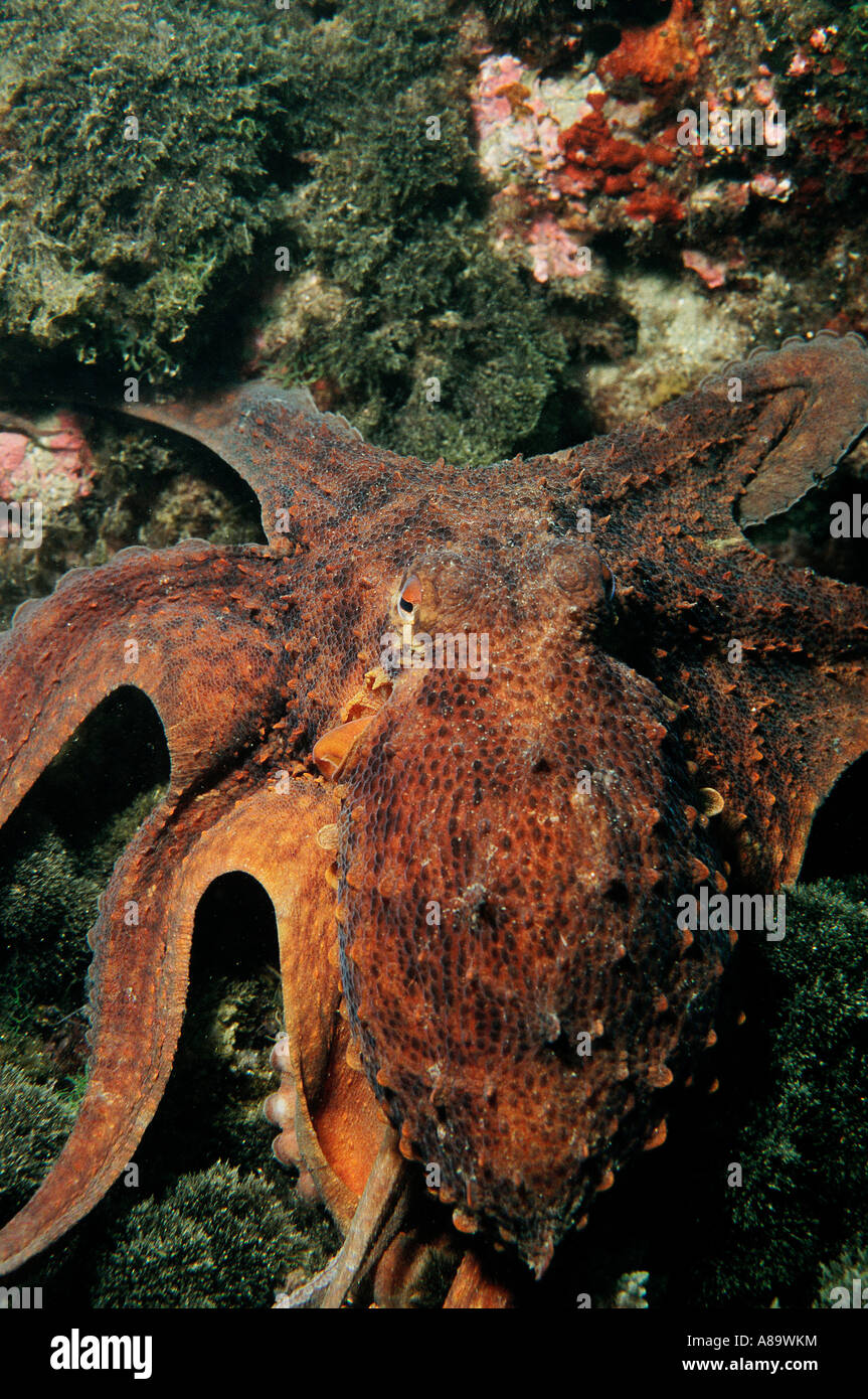 Common mediterranean octopus Stock Photo Alamy