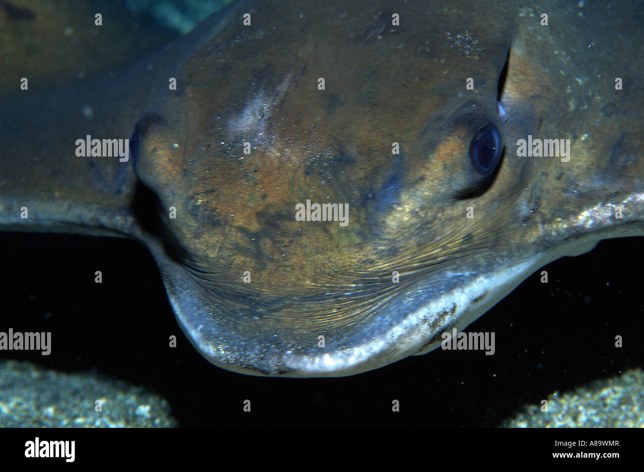 Ray Fish Back Rayfish hi-res stock photography and images - Alamy