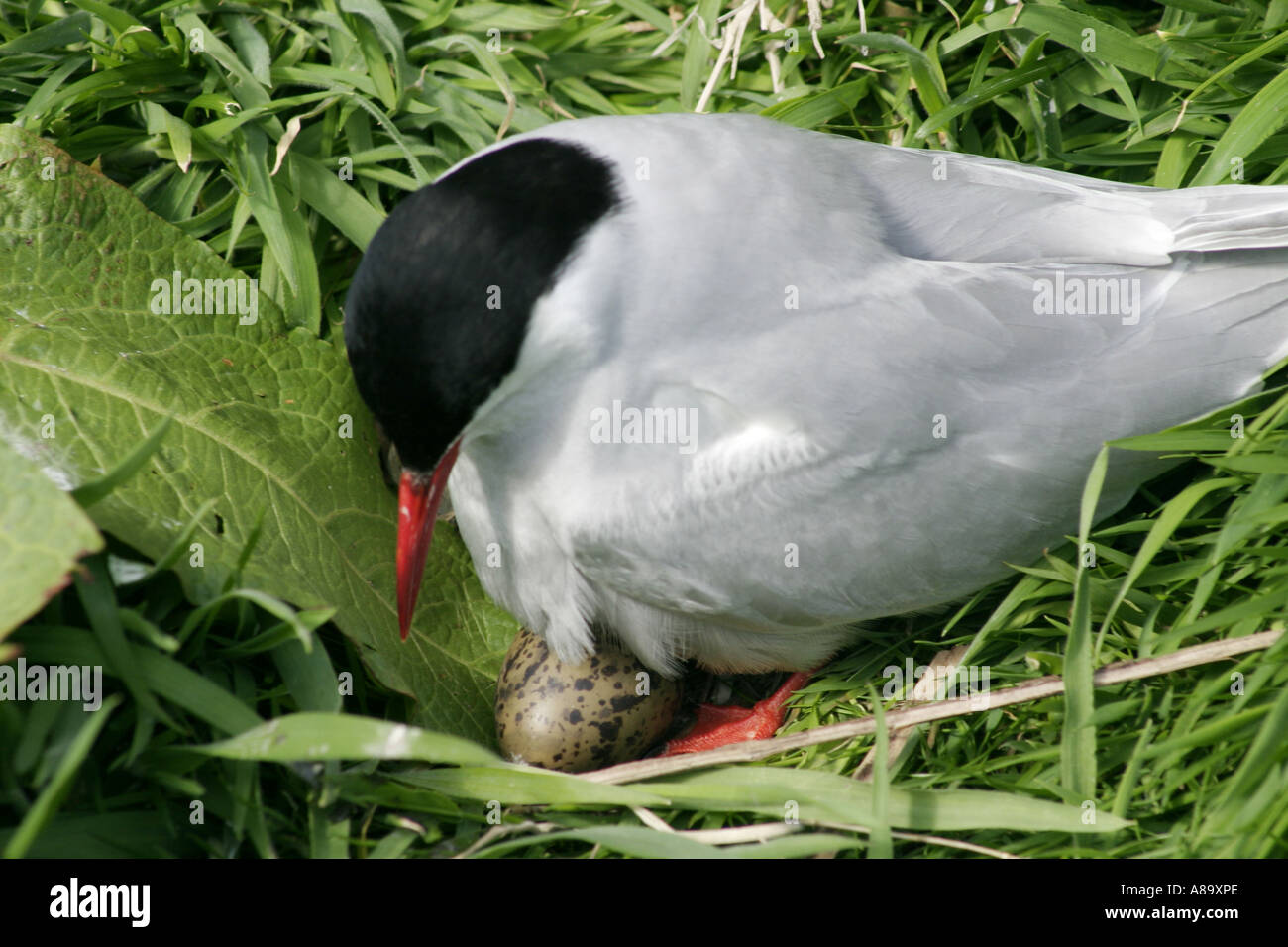 Arctic Tern, Sterna paradisaea, sitting on eggs Stock Photo - Alamy