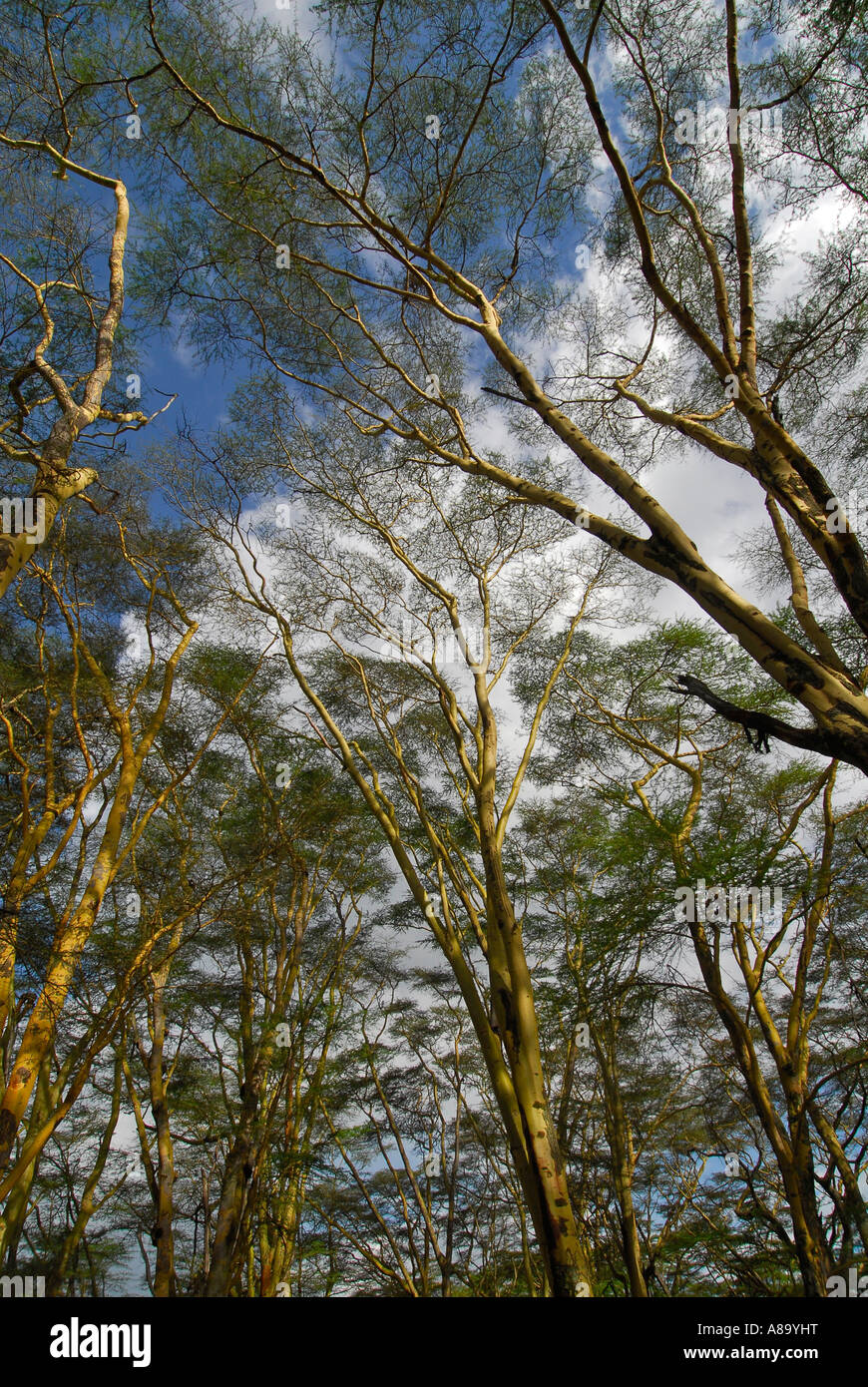 Acacia trees yellow barked acacias also knoan as fever trees Acacia