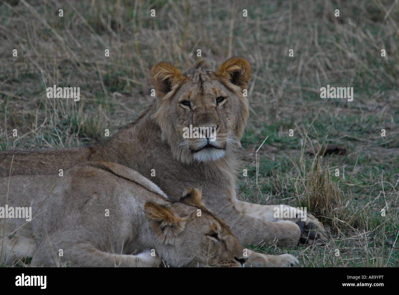 Lion Panthera leo Masai Mara National Park Kenya Africa Stock Photo - Alamy