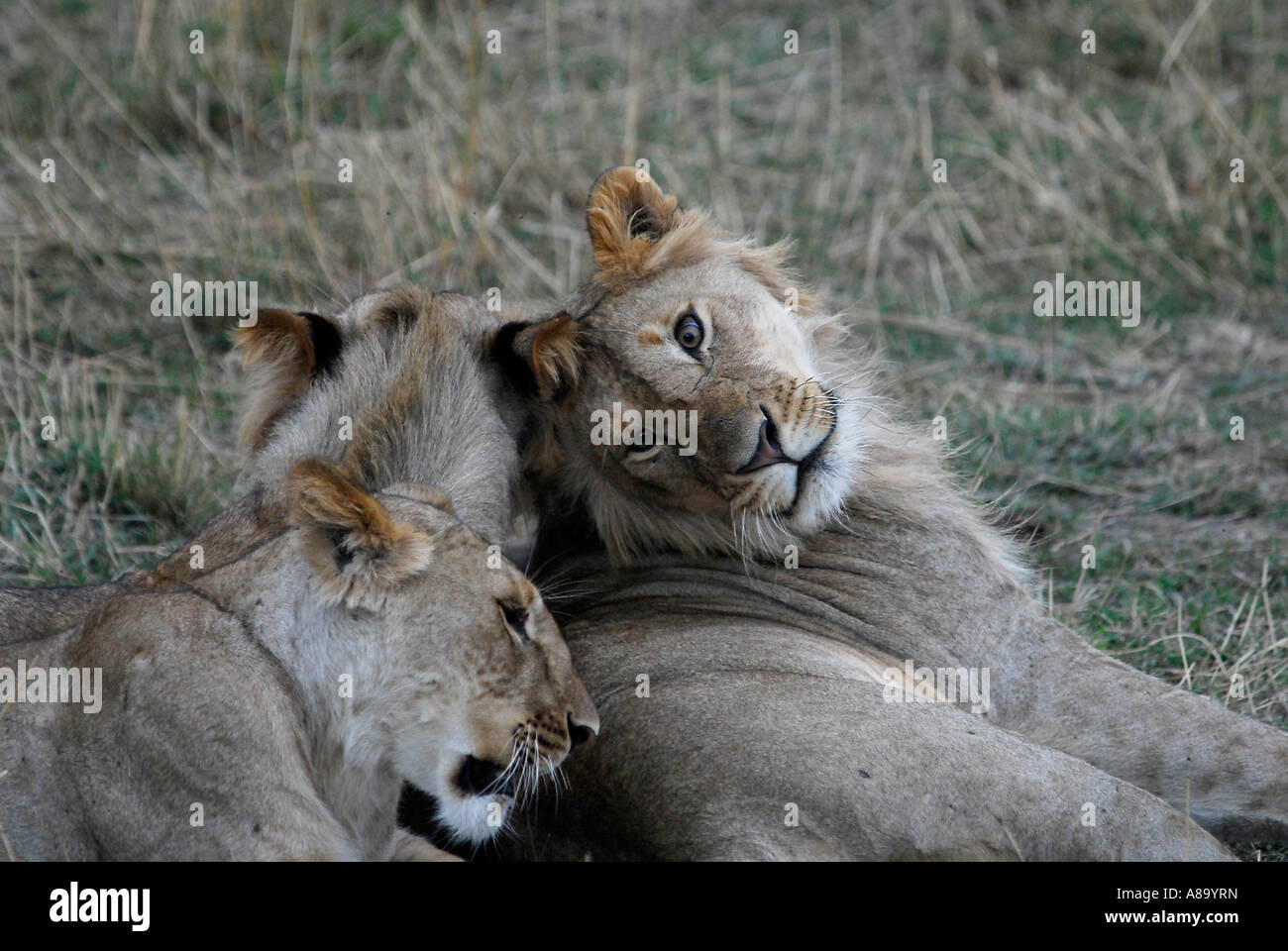 Lion Panthera leo Masai Mara National Park Kenya Africa Stock Photo - Alamy