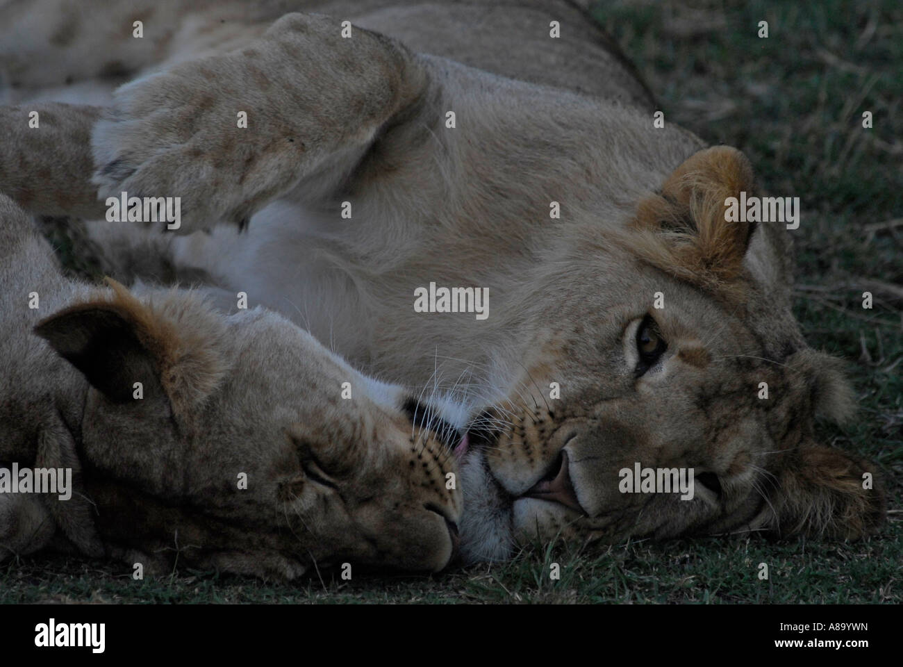 Lion Panthera leo Masai Mara National Park Kenya Africa Stock Photo - Alamy