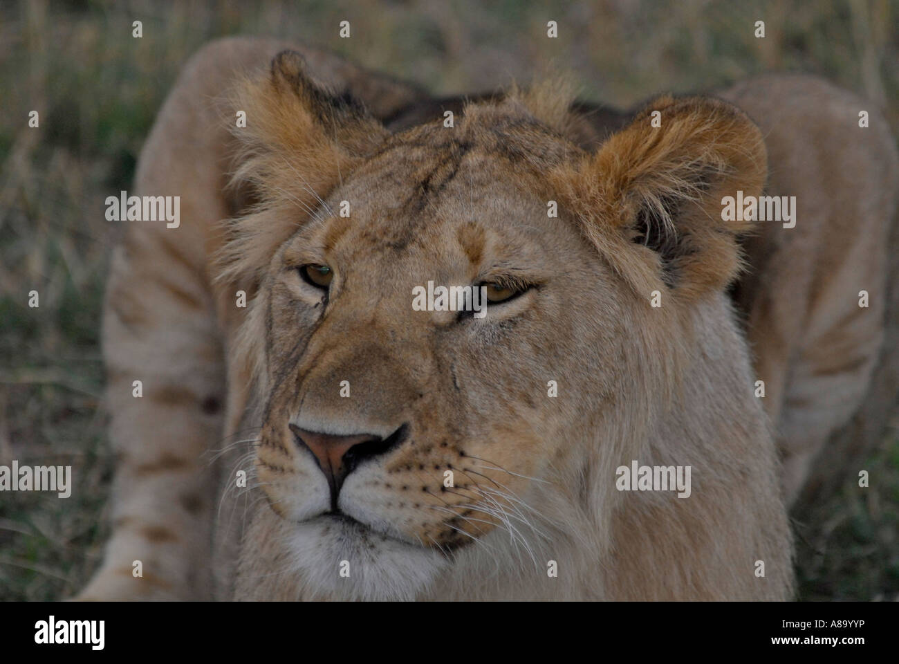 Lion Panthera leo Masai Mara National Park Kenya Africa Stock Photo - Alamy