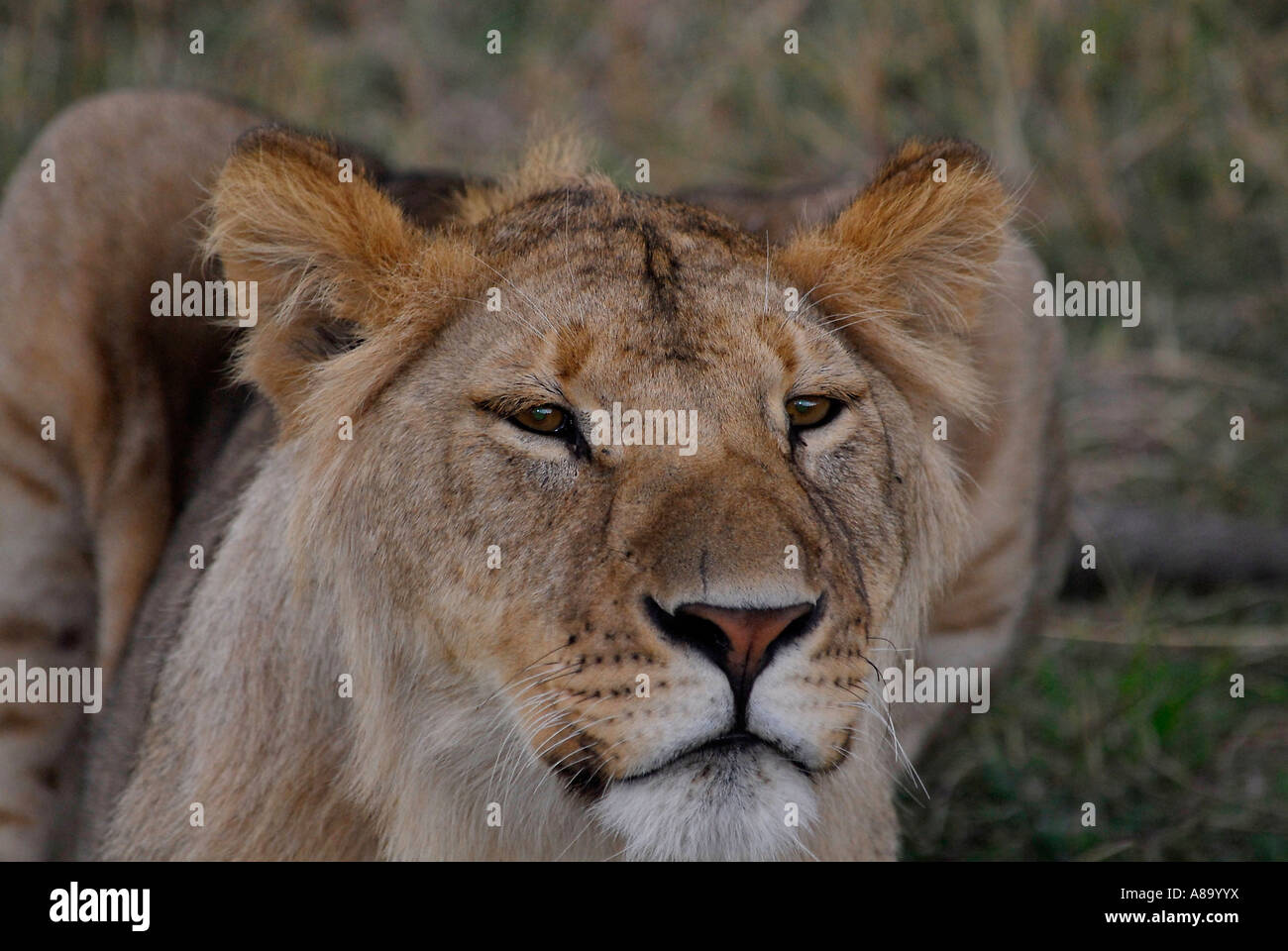Lion Panthera leo Masai Mara National Park Kenya Africa Stock Photo - Alamy